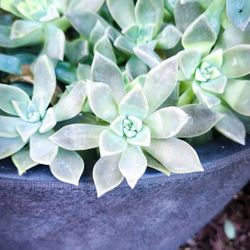 Ghost Plant Succulents - Only $1 Each!! 🪷