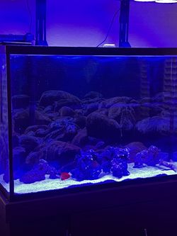NiCrew LED 300 watt lights