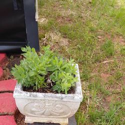 Plants for sale $2.3.4.5.10