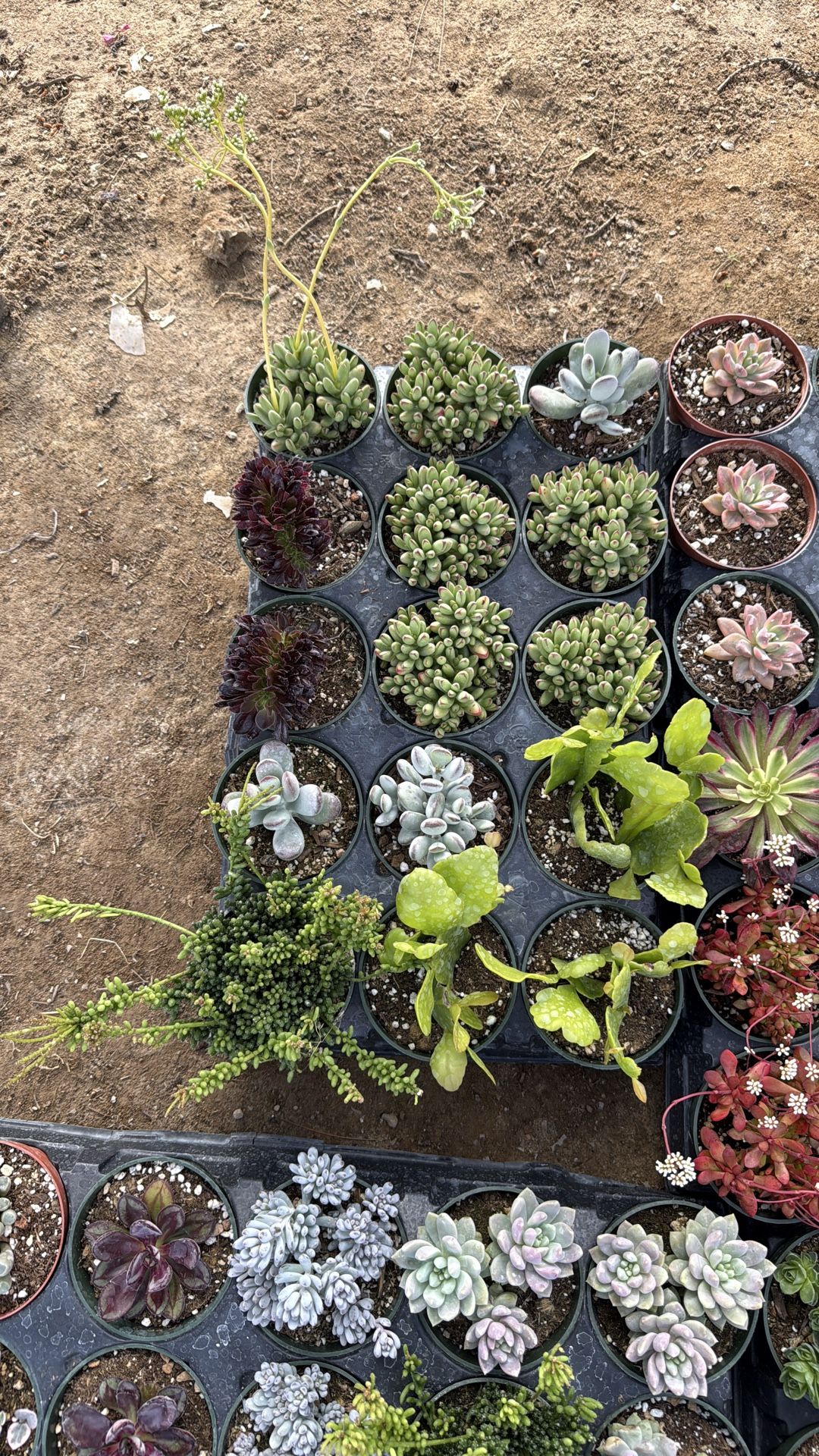 Succulents and cactus