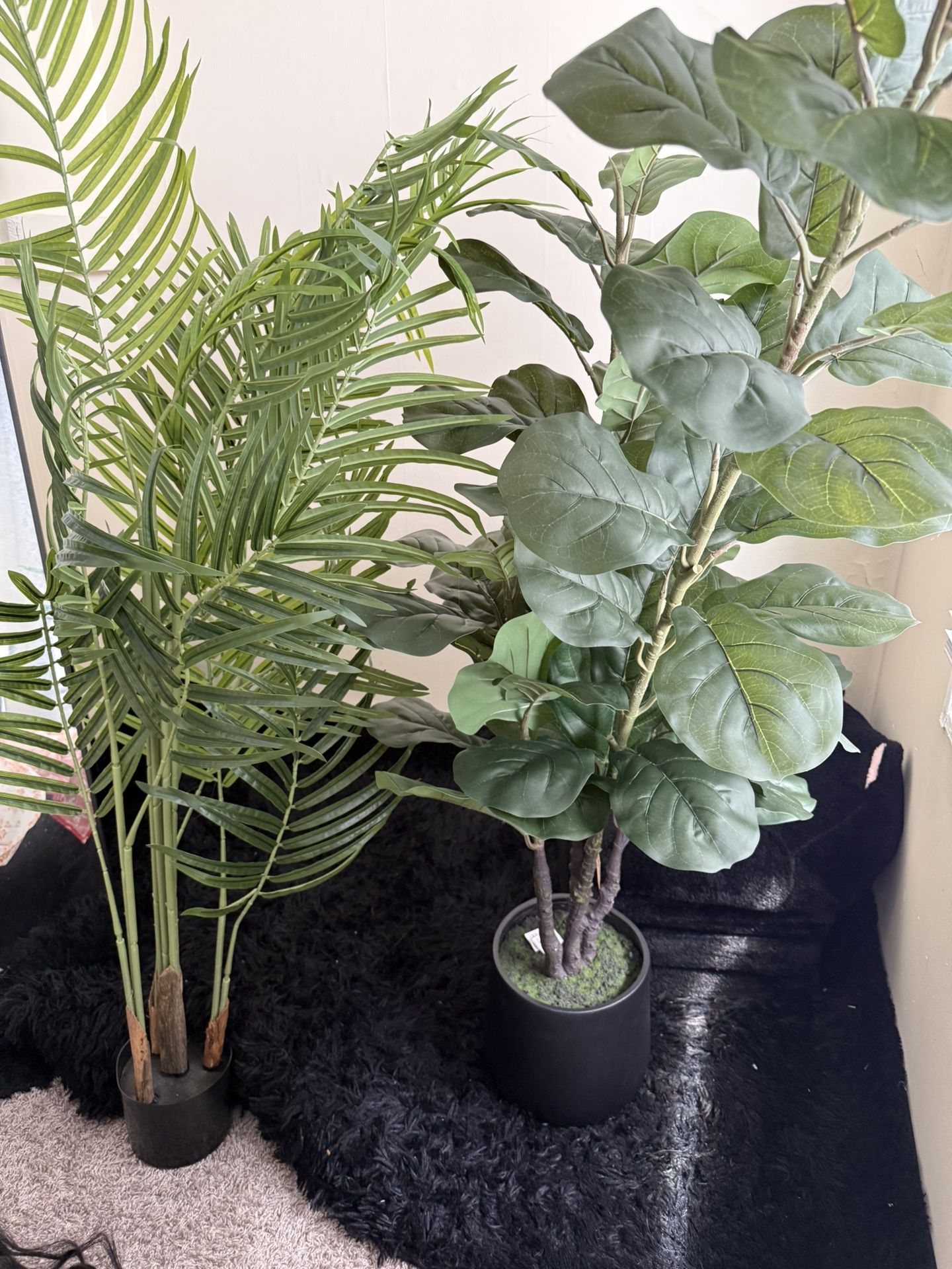 Palm Tree & Umbrella Tree Fig Plants - MUST SELL ASAP! $100 OBO