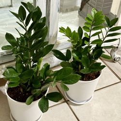 🩷DONE with FUSSY HOUSEPLANTS ?Grow the ZZ plant🩷$40 EACH. Read Description pls