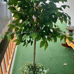 Stunning Silk Faux Plant