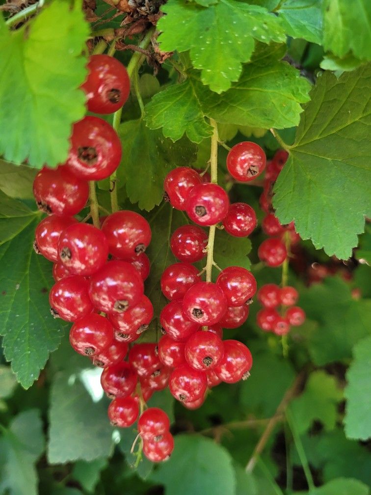 Redcurrant Plants 