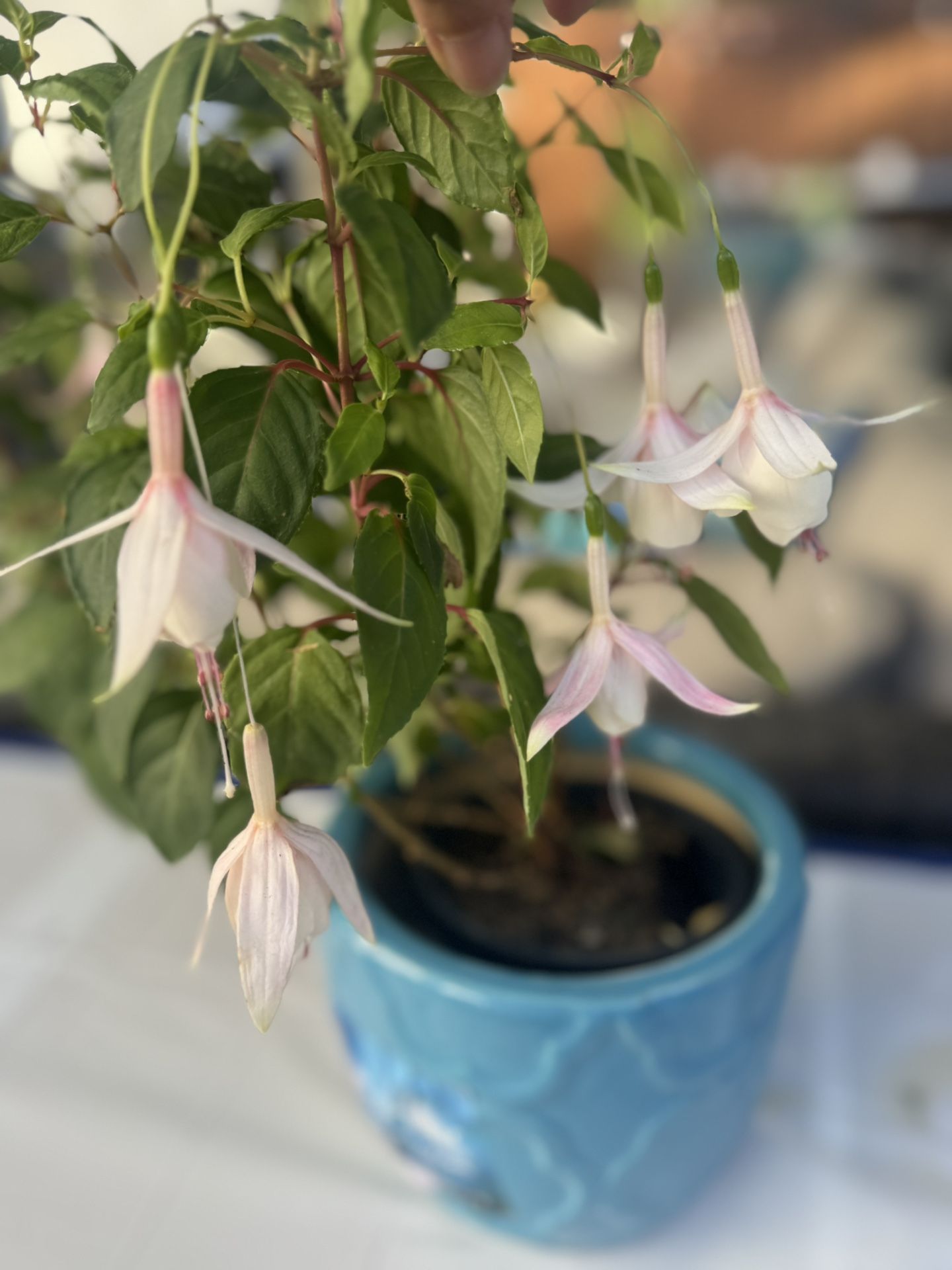 Fuchsia Flying Scotsman 