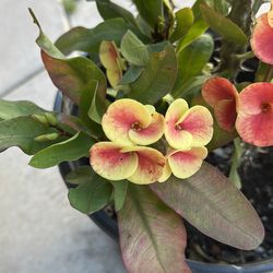 Corona de Cristo perla del dragón