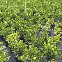 Clusia 7 Gallon Plants $$$