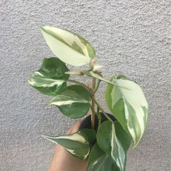Beautiful Philodendron Rio Sport Plant