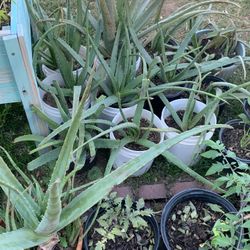 Aloe Vera Plantas Plants So Many Available For Sale Nursery
