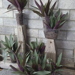 Assorted Plants. 3 each or 2 for 5
