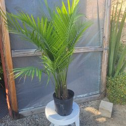 Majesty Palm Plant 10" Pot 3.8ft Tall $10