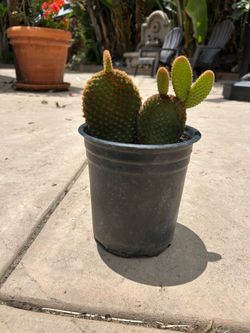 Bunny Ears Cactus