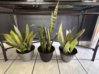 Snake plants