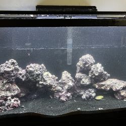 29 Gallon Saltwater Fish Tank