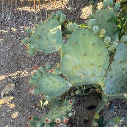 3 Types Of Cactus Cuttings