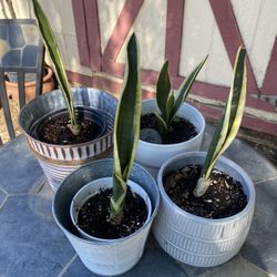 Snake Plants