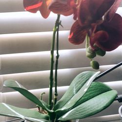 Artificial Orchid 