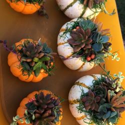 Succulent Pumpkins