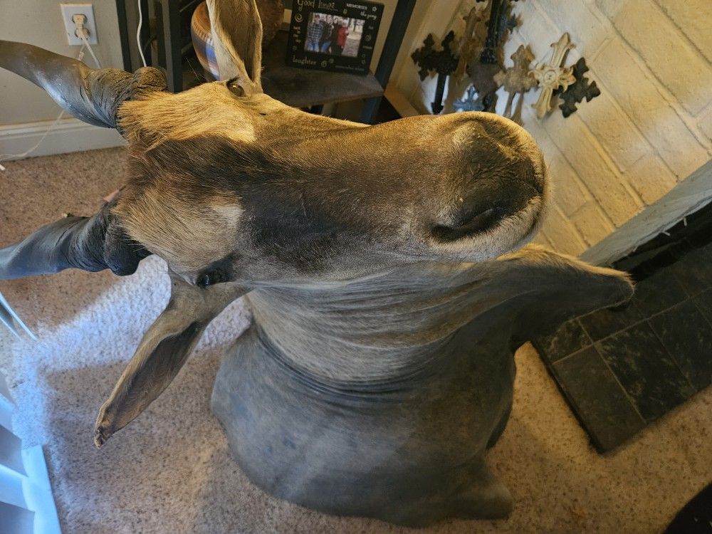 Eland From Southern Africa $2000 Obo