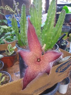 Star sea suculents