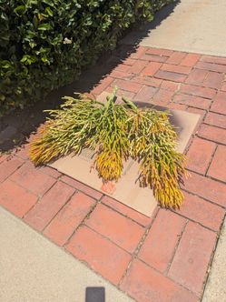 FREE pencil cactus  (fire sticks)