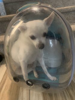 Pet Backpack 
