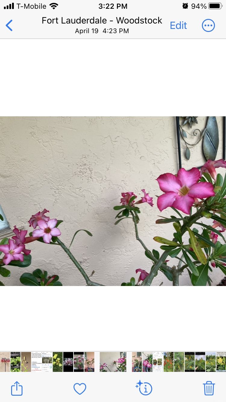 4 FREE Desert Rose CUTTINGS -NO HOLDS- FCFS See Info Below ⬇️ Pink Flower