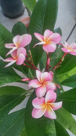 Plumeria