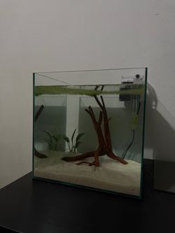 6 gallon rimless tank