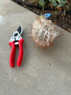 Cactus sale $5 each
