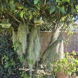 Spanish Moss
