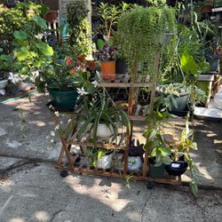 Plant Sales Of All Kinds Open Friday- Sunday 9-6