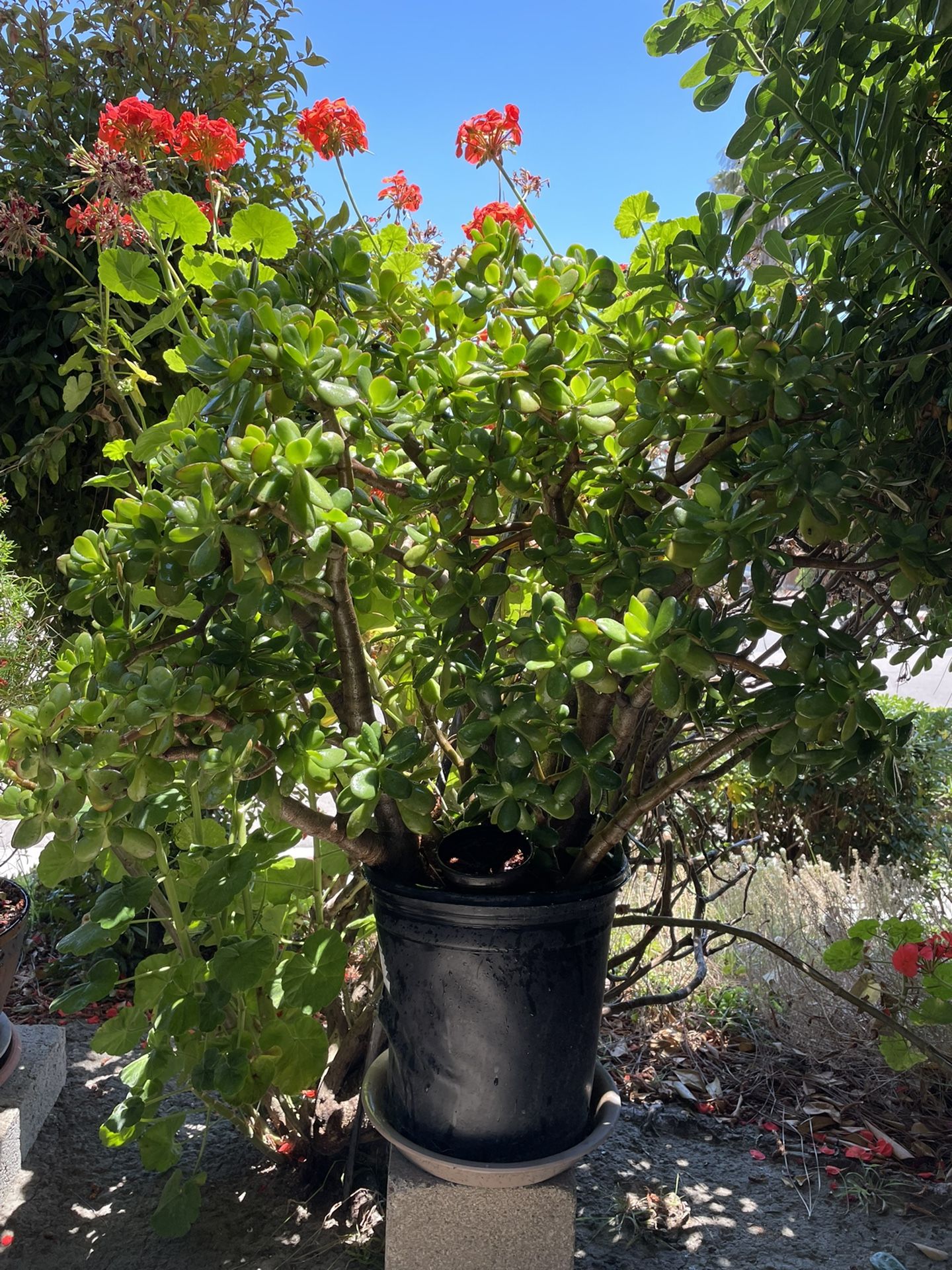 Healthy Jade Succulents $30.00