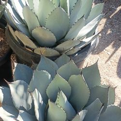 Agaves Plant.