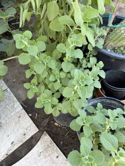 Plantas Vaporub Y Orégano Orejón