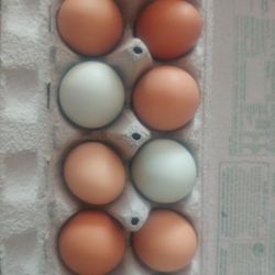 Organic Fresh eggs