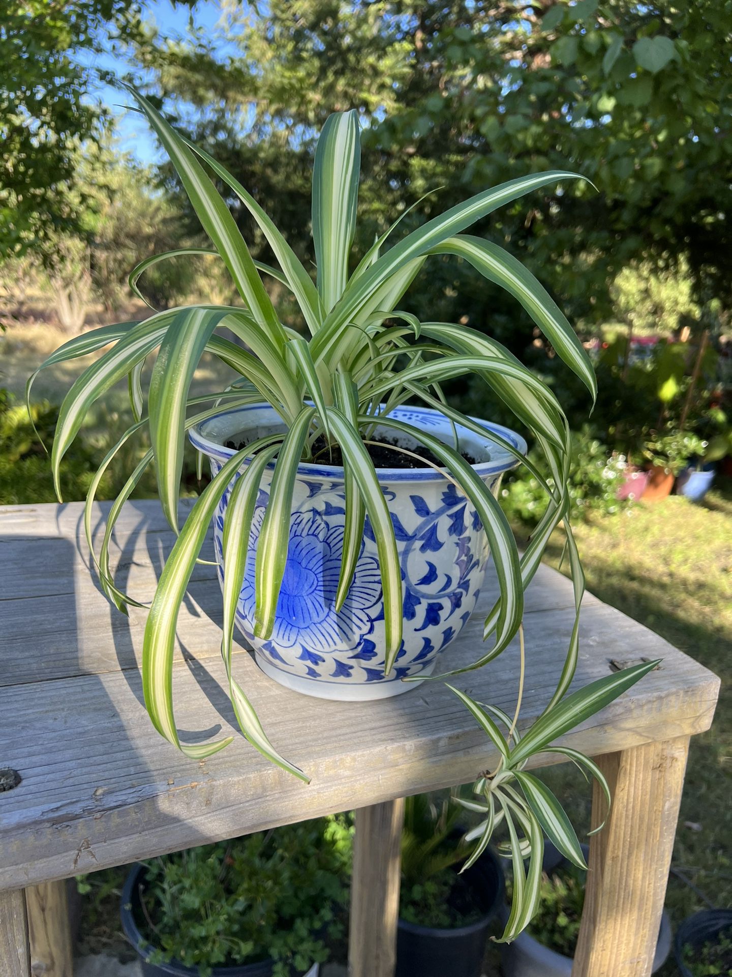 Variegated “spider Plant” In A Porcelain Pot 