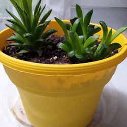 Large Pot Of 2 Succulents