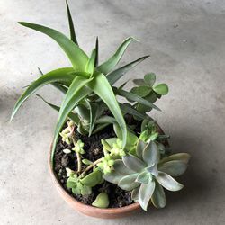 Succulents  Small Pot