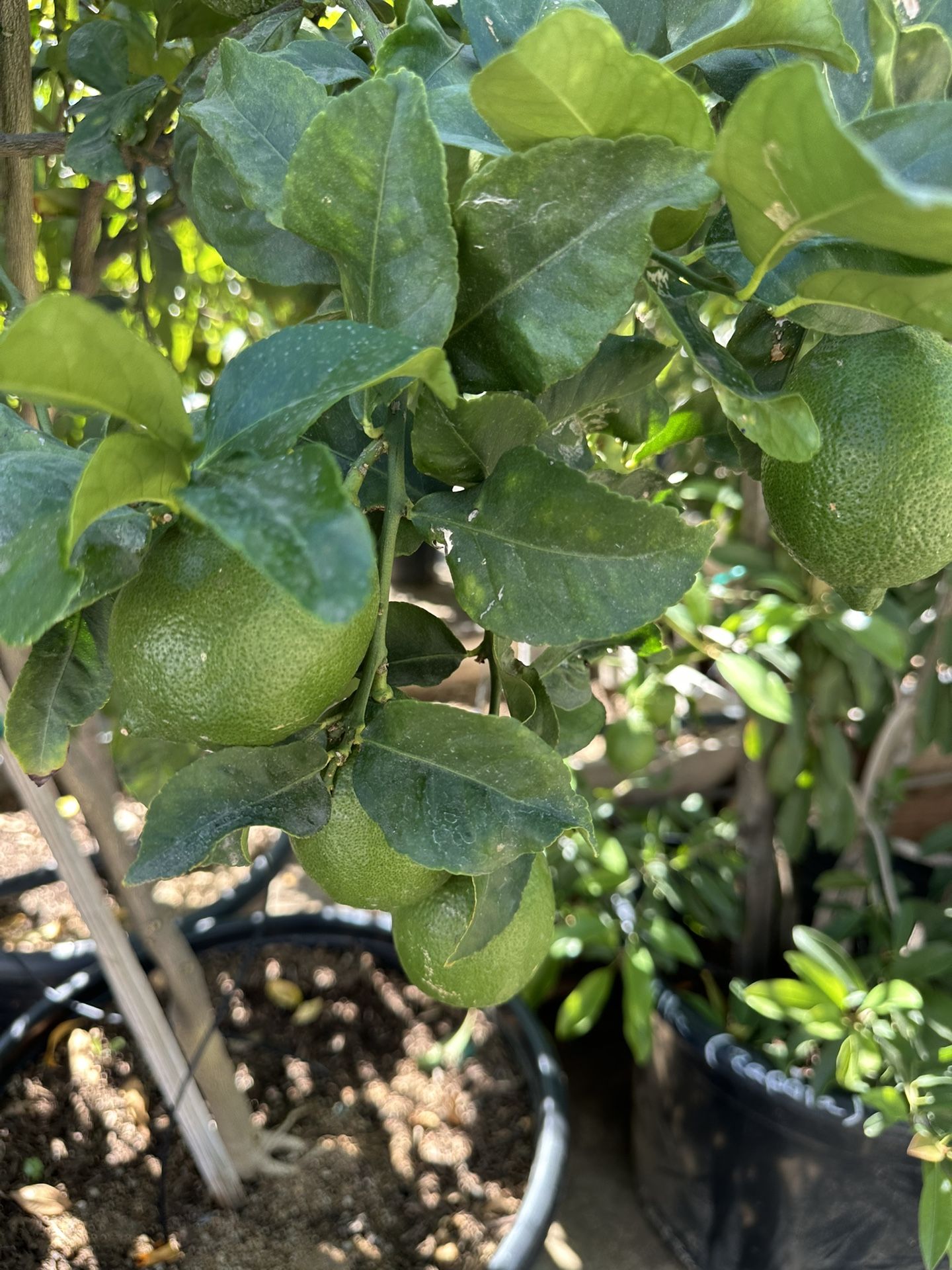 Eureka Lemon Tree 15gal $200, 25g $400