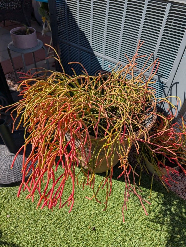 Potted Fire Stick Plants