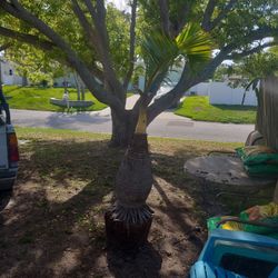 bottle palm about 6 feet tall for Sale in Seminole, FL - OfferUp
