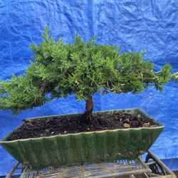 Bonsai Plant For Sale $60 Each