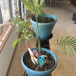 Palm plant 