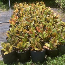 Crotons