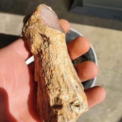 Agatized Wood Tree Limb 