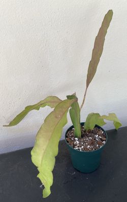 Queen of the Night Orchid Cactus in 4" Pot