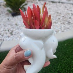 Whale And Dolphin Pots With Succulents