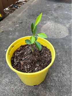 Planta de naranja tree