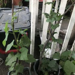 plantas de chayote $10 each ready for pick up 